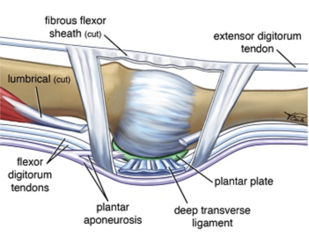 Soft tissue structures of the joint